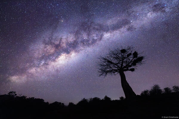 Baobab Milky Way