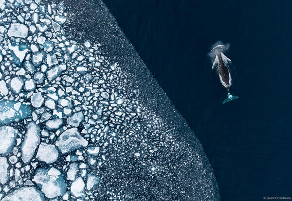 Bowhead Ice