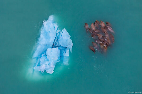 Walrus and Iceberg