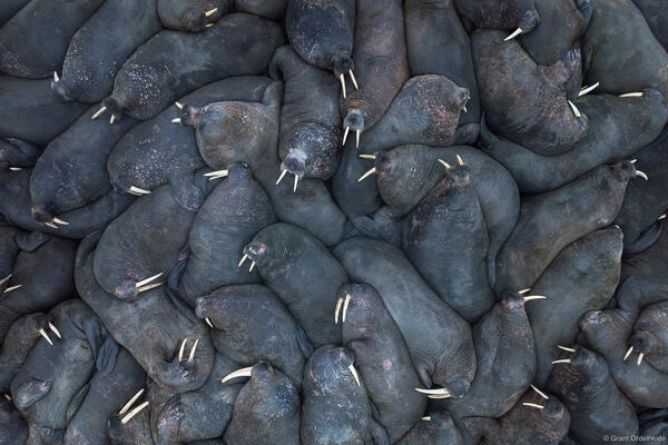 Walrus Pattern