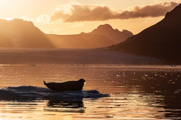 Bearded Seal Sunset