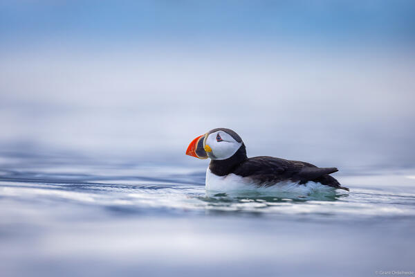 Svalbard Puffin