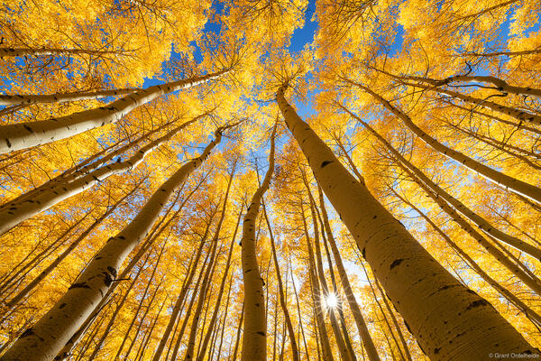 Aspen Canopy