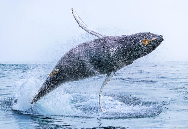 Flying Whale