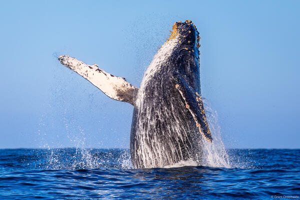 Breaching Humpback