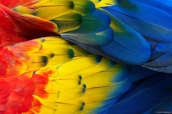 Scarlet Macaw Colors