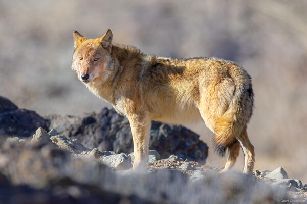 Himalayan Wolf