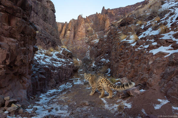 Snow Leopard Dusk