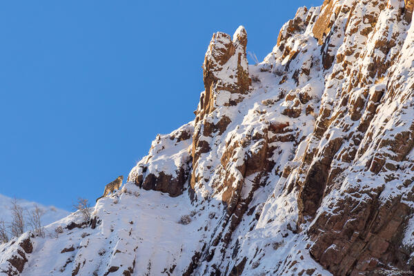 Snow Leopard Ridge