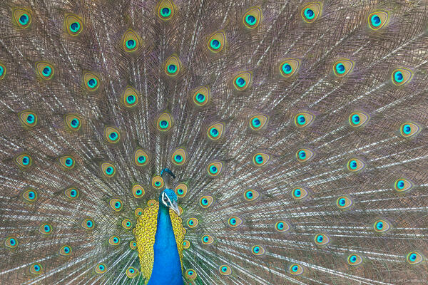 Indian Peafowl