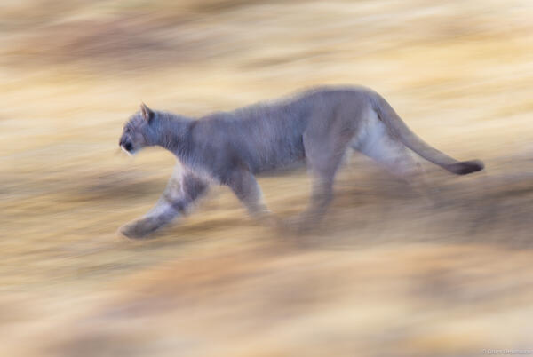 Puma Motion
