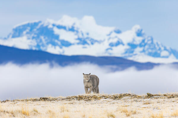 Balmaceda Puma