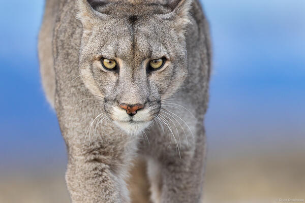 Wildlife Portfolio