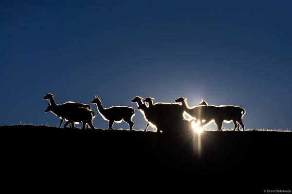 Guanaco Herd