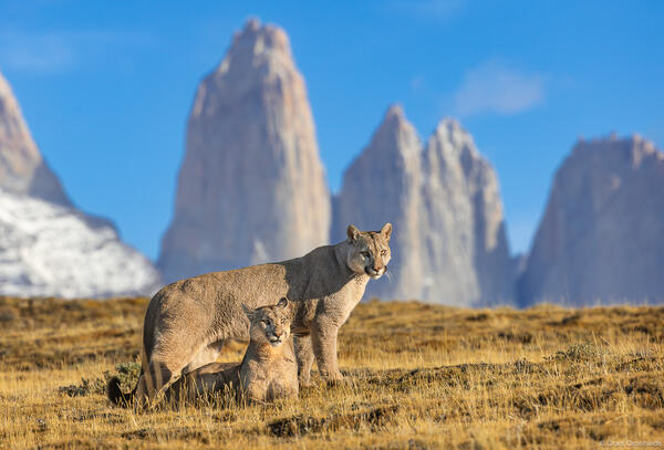 Torres Pumas