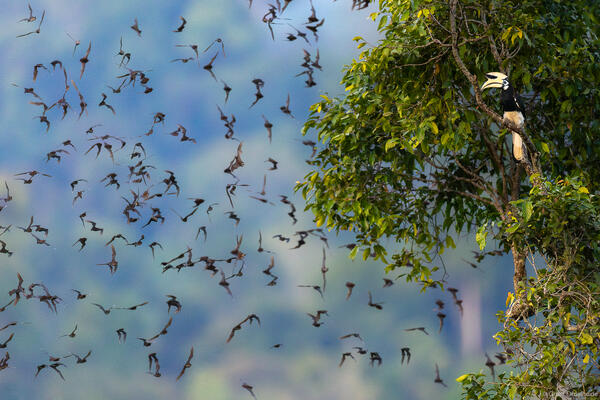 Borneo