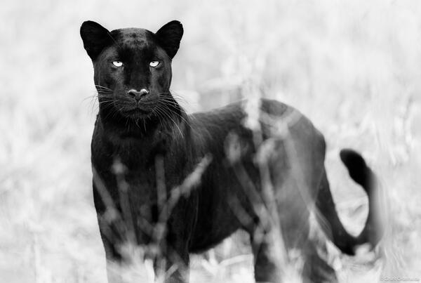 Black and White Leopard