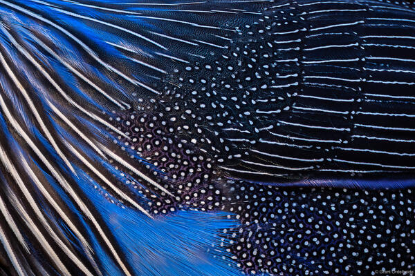 Vulturine Guinea Fowl