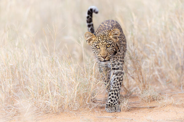 Young Leopard