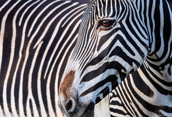 Grévy's Zebra