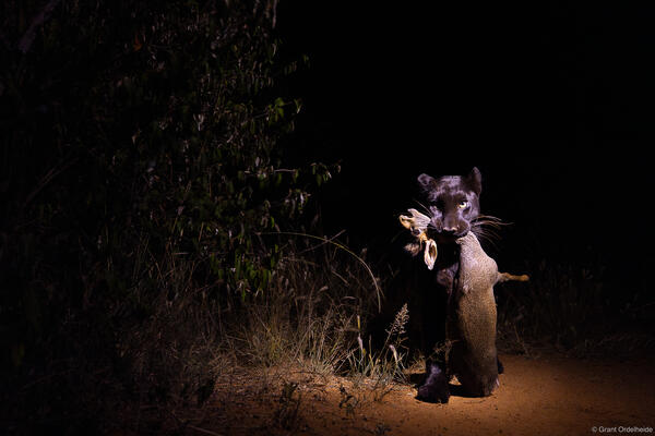 Night Hunt