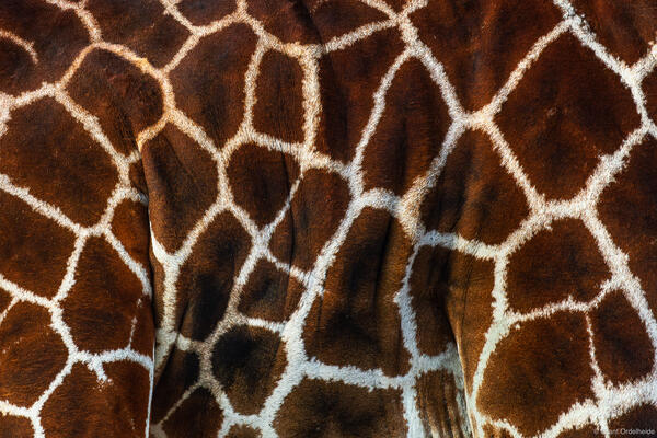 Giraffe Pattern