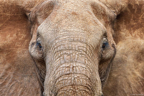Elephant Eyes