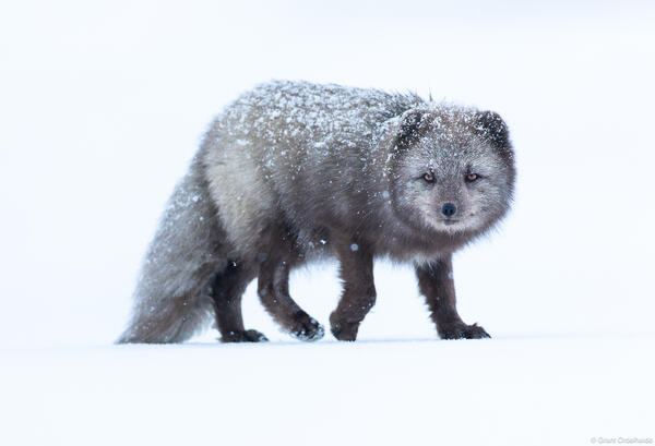 Snow Fox