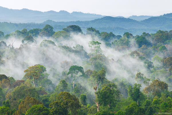 Canopy Fog