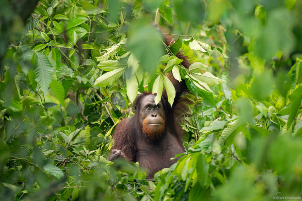 Orangutan Nest