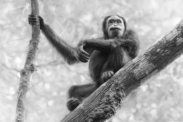 Black and White Orangutan