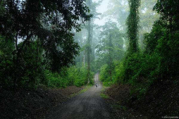 Danum Valley Hiker