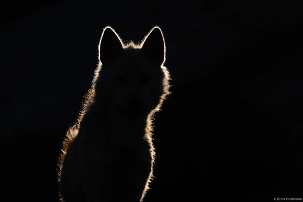 Sled Dog Rim Light