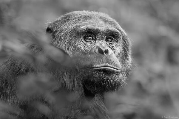 Black and White Chimpanzee