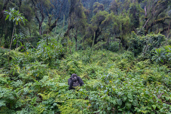 Gorilla Environment