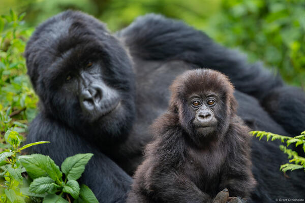 Mother and Baby Gorilla