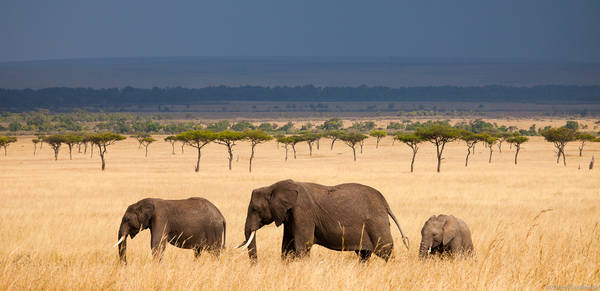 Elephant Panorama