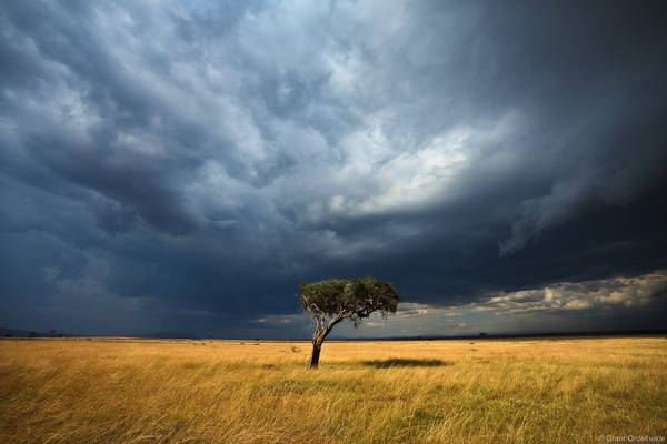 Lone Acacia Tree