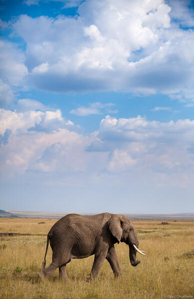 Elephant Stride