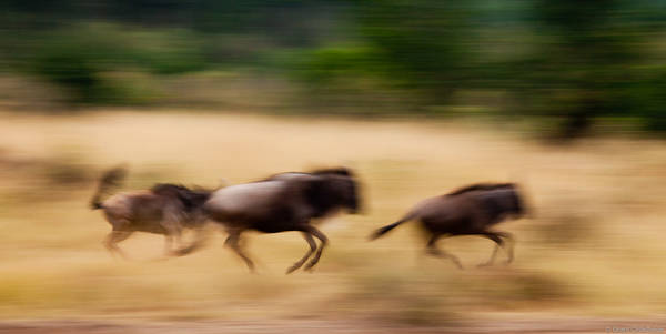 Wildebeests Running