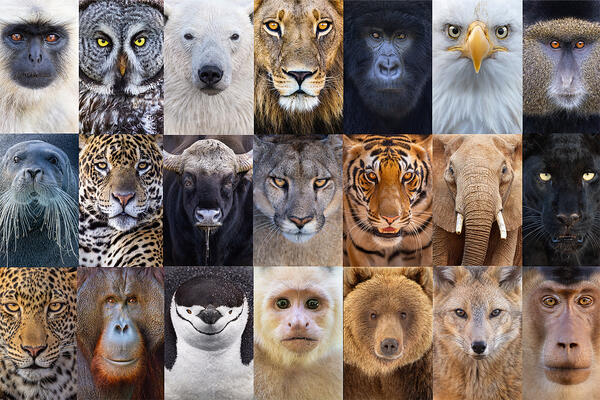 Wild Faces