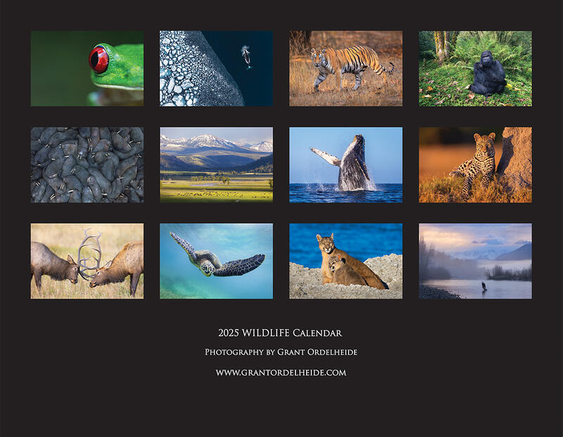 2025 Wildlife Calendar