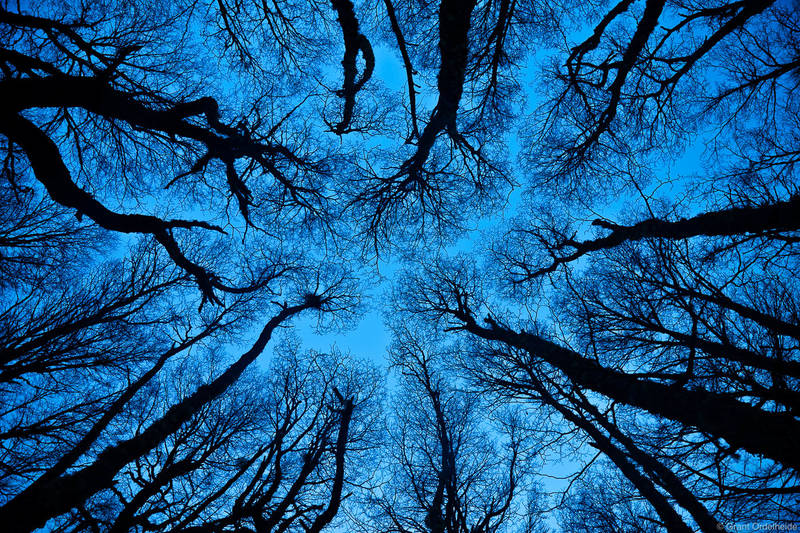 Winter Lenga Trees