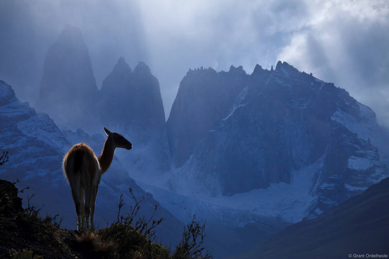 Guanaco and Torres