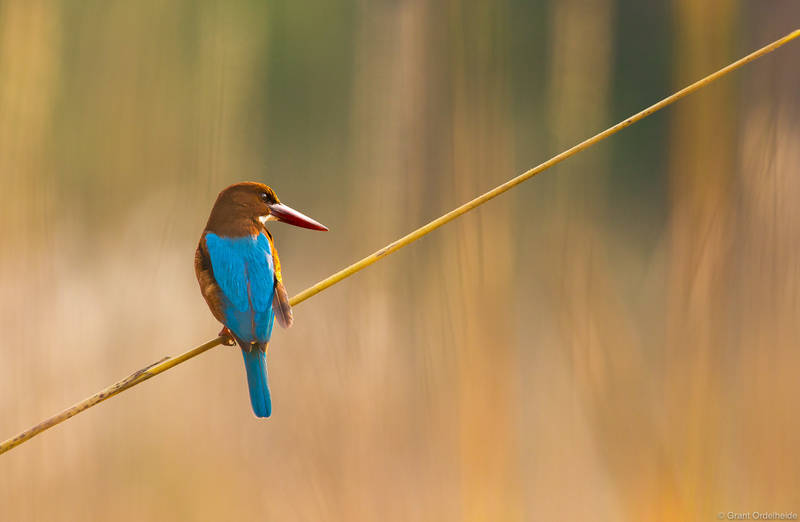 Kingfisher