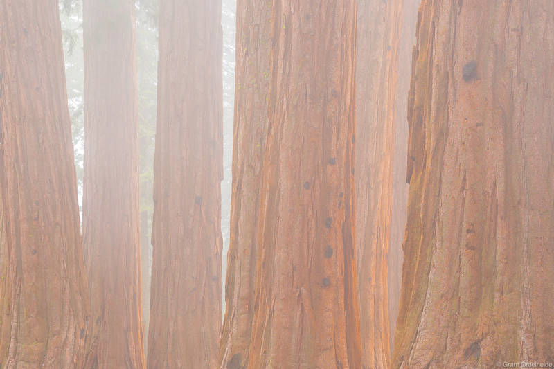 Sequoia Fog