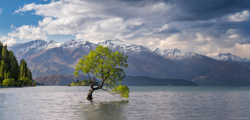 Wanaka Tree