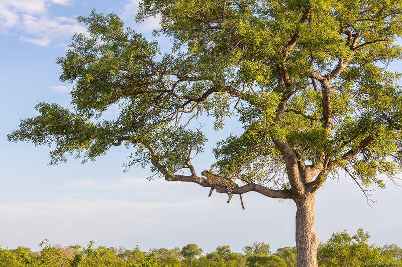 Leopard in Tree