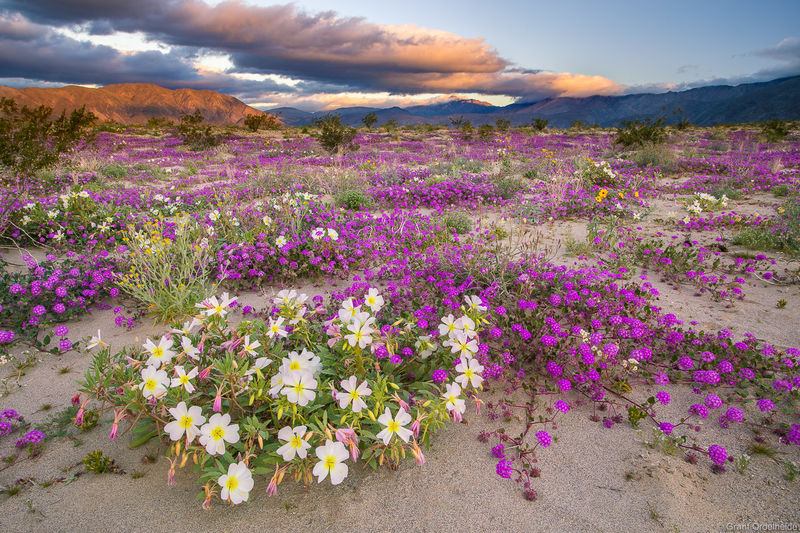 Anza-Borrego Wildflowers