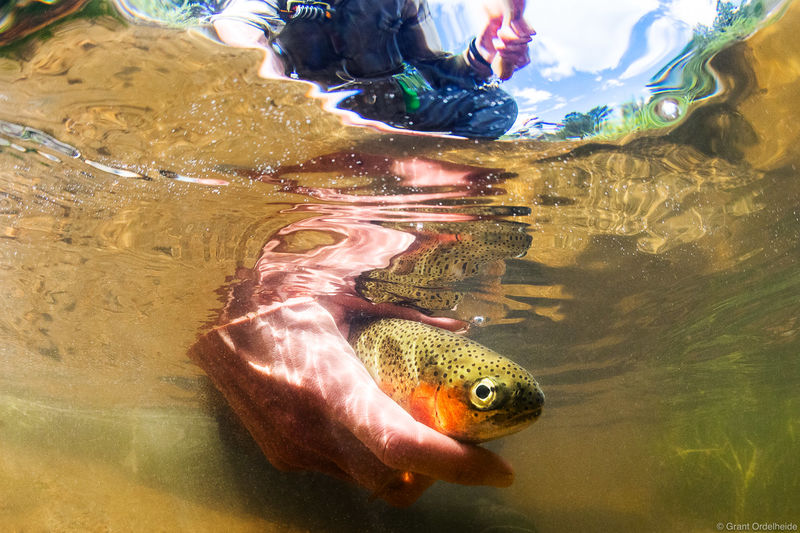 Catch and Release